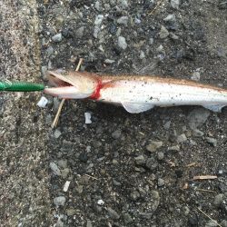 とりあえず5目釣り